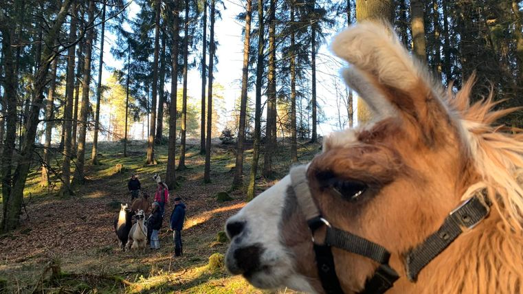 Een lama staat op de voorgrond in een zonnig bos. Op de achtergrond zijn mensen met andere lama's te zien.