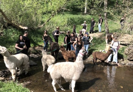 Alpagas & lamas sur leur lieu de baignade
