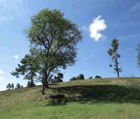 bruyère à genévrier-arft, © Svenja Schulze-Entrup