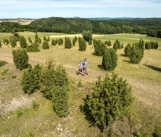 EifelSpur Tuscany of the Eifel, hiking between junipers on the Kalvarienberg, © Eifel Tourismus GmbH, Dominik Ketz