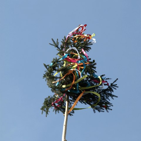 Maibaum, © Pixabay