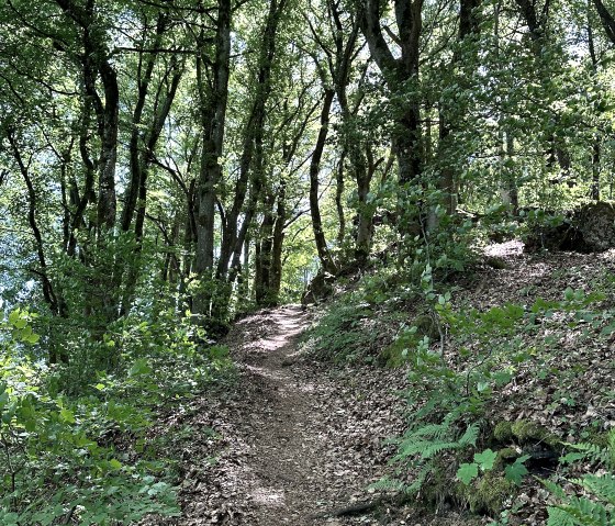 Heimatspur Kraterseen Mosenberg (2), © Eifel Tourismus GmbH
