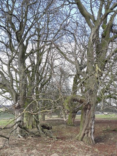 A forest with old, branching trees without leaves. The ground is covered with light grass and soil.