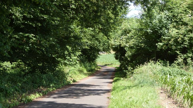 Une étroite piste cyclable traverse un épais feuillage vert dans la vallée du Kallenbach.