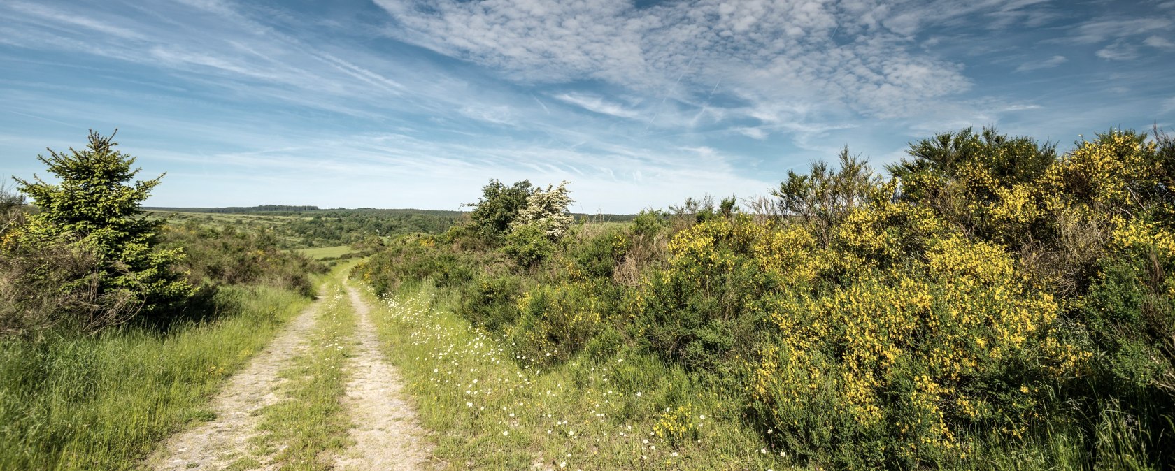 Gorse in bloom on the Dreiborn plateau, © Stadt Schleiden, D. Ketz