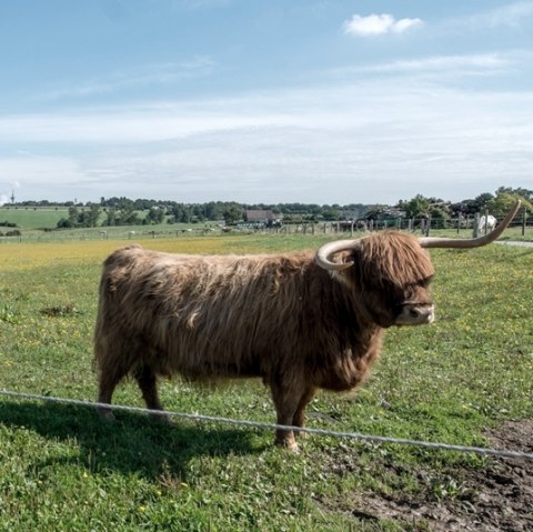 Bœuf des Highlands écossais, © some.oner