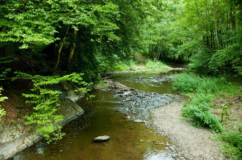 Ein ruhiger Bach fließt durch einen grünen Wald mit üppiger Vegetation.