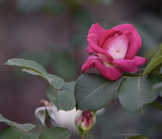 Impression Garten