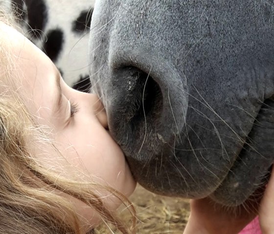 Horses