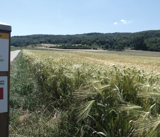 Balisage du chemin en bordure de champ, © TI Bitburger Land