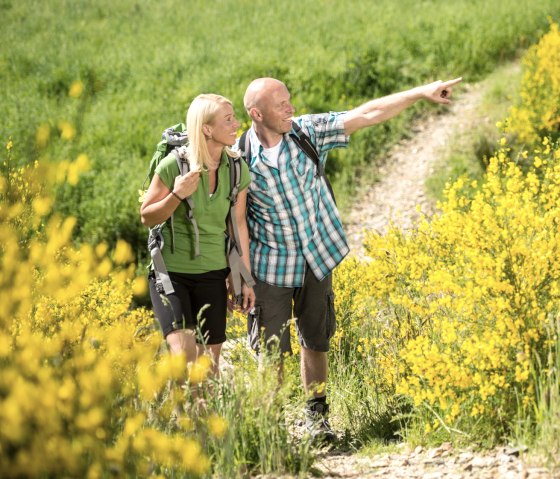 Rur-Olef Route: Gorse blossom on the Dreiborn plateau, © Stadt Schleiden, D. Ketz