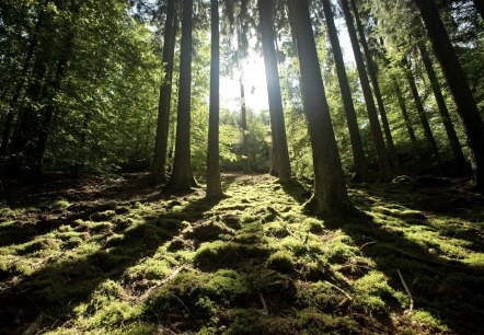 Randonnée à travers la forêt de la Meulenwaldroute, © Eifel Tourismus GmbH/D. Ketz