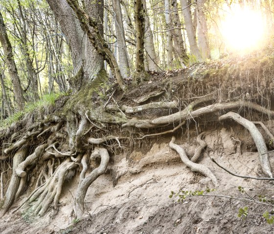 Arbre, © Baumann Fotografie