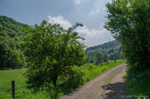Grüne Bäume und Wiesen entlang eines Feldweges