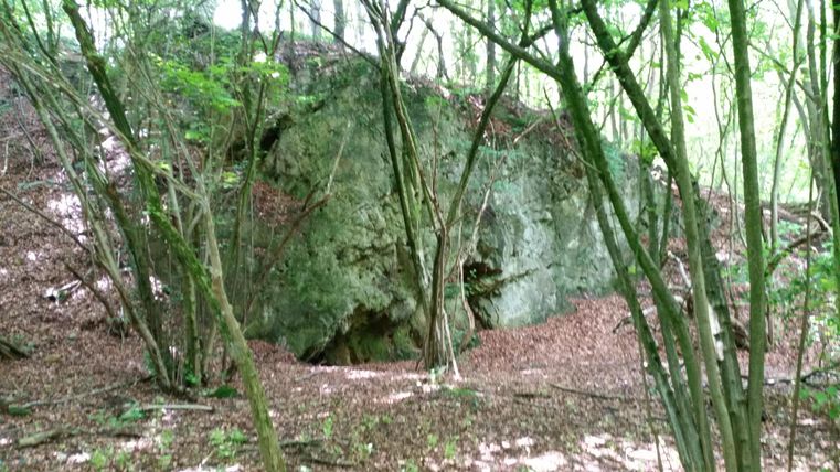 A green forest landscape with trees and leaves. A large rock can be seen in the background.