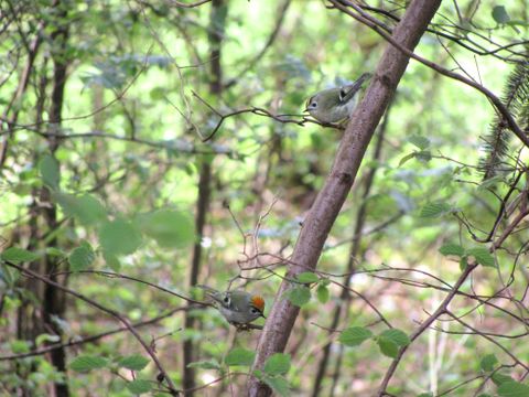 Twee kleine vogels op een tak in het bos.