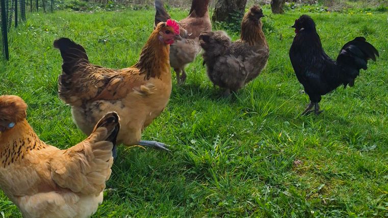 Een groep kippen loopt over een groene weide. Op de achtergrond zijn bomen en een blauwe lucht te zien.