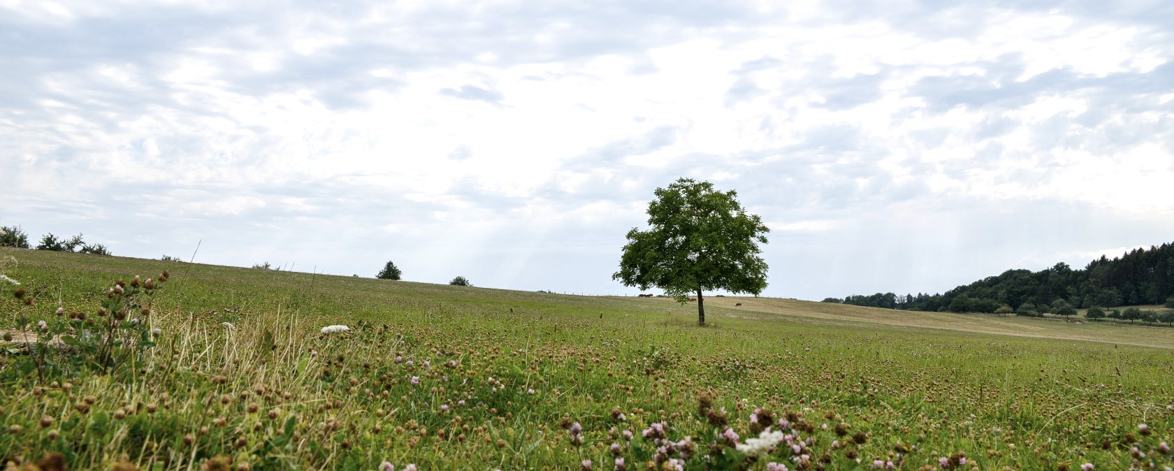 A single tree stands in a flowering meadow under a cloudy sky. Flowers can be seen in the foreground., © TI Bitburger Land
