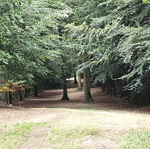 Een open plek in het bos met een dicht groen bladerdak en een smal pad dat door het bos loopt. De grond is bedekt met bladeren., © TI Bitburger Land - Steffi Wagner