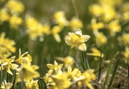 Yellow wild daffodils in the Eifel, © Städteregion Aachen, Dominik Ketz