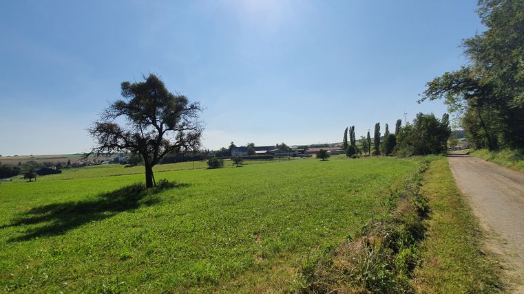 Landschaft mit grünem Feld, Baum und Dorf im Hintergrund unter blauem Himmel.