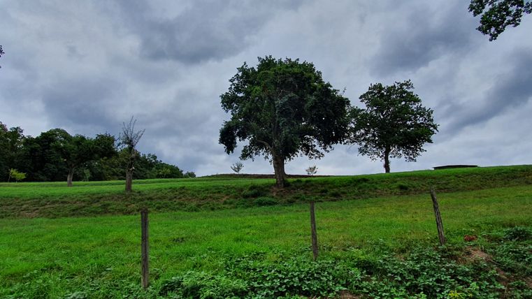 Grüne Wiese mit Bäumen unter bewölktem Himmel.