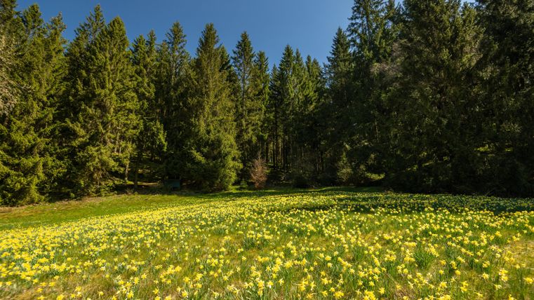 Une prairie fleurie avec de nombreuses fleurs jaunes entourée de grands arbres verts. Le ciel est clair et bleu.