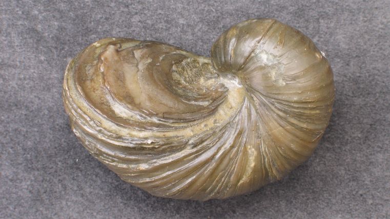 Fossile de griffe du diable sur fond gris.