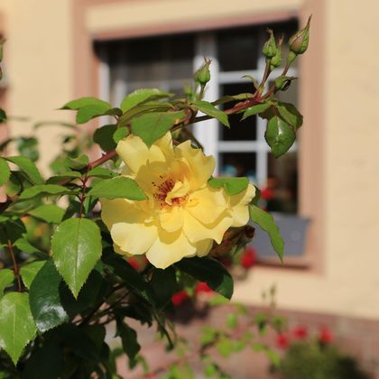 Een gele bloem met veel groene bladeren bloeit aan een struik. Op de achtergrond is een venster van een huis te zien.