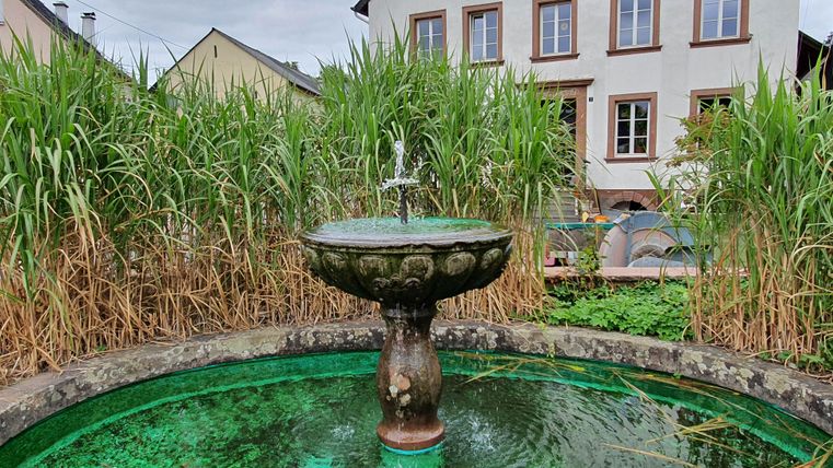 Ein Dorfbrunnen in Oberkail mit grünem Wasser und umgeben von hohen Gräsern, im Hintergrund ein Gebäude.