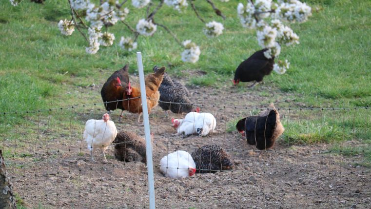 Een groep kippen scharrelt in de grond op zoek naar voedsel. Op de achtergrond bloeien bomen en het is een rustige, landelijke scène.