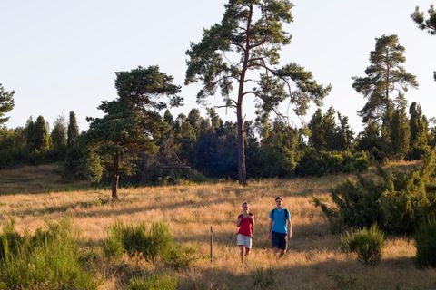 Zwei Personen wandern durch eine Heidelandschaft mit Bäumen im Hintergrund.
