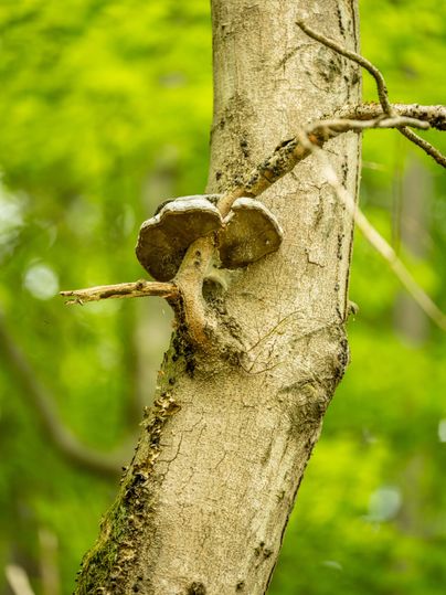 Un tronc d'arbre avec une espèce de champignon qui pousse sur le côté. À l'arrière-plan, on peut voir des feuilles vertes.