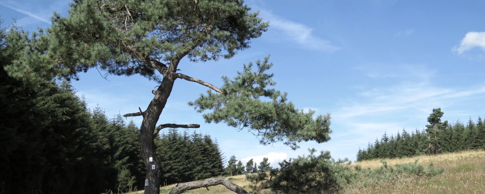bruyère à genévrier-bei-arft, © Svenja Schulze-Entrup