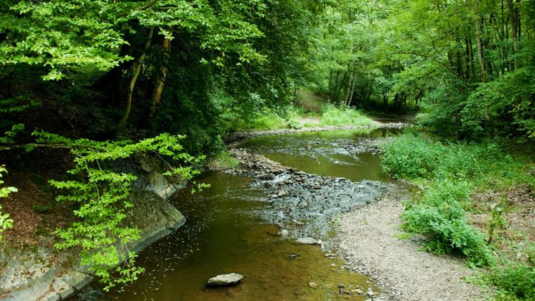 Een rustig beekje stroomt door een groen bos met weelderige vegetatie.