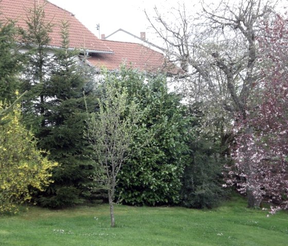 the garden