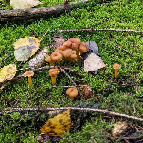 Champignons sur sol moussu de la forêt