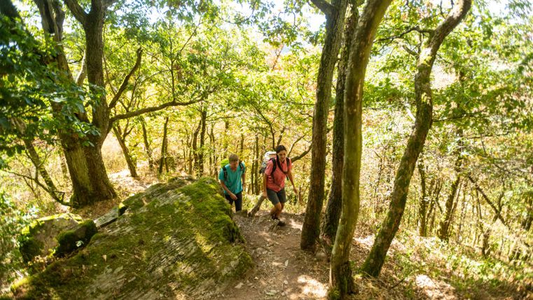 Two hikers on a forest path in the Lätgesberg.