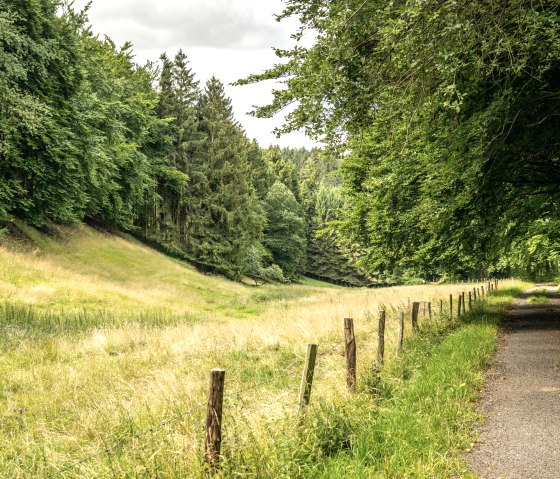 La plaine alluviale de Tiefenbachtal, © Eifel Tourismus GmbH, Dominik Ketz