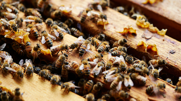 Symbol image - An open beehive from above. You can see four frames over which countless bees are crawling.