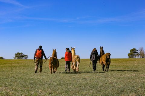 Eine Gruppe von Menschen spaziert mit Alpakas auf einer grünen Wiese. Im Hintergrund sind Bäume und Hügel zu sehen.