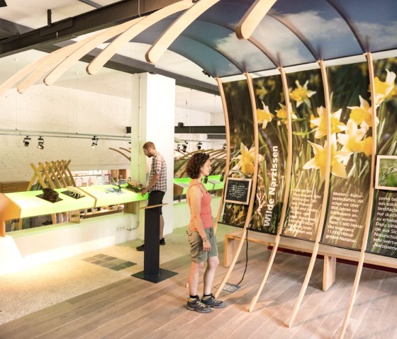 Exhibition on wild daffodils in the Eifel National Park Gate in Monschau-Höfen, © Eifel Tourismus GmbH/D. Ketz