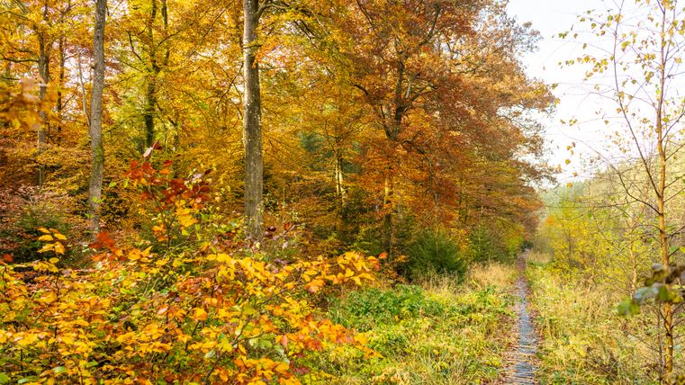 Une étroite passerelle en bois traverse une forêt automnale aux feuillages colorés.