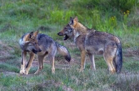 Zwei Wölfe stehen auf einer Wiese. Sie scheinen sich zu beobachten und miteinander zu kommunizieren.