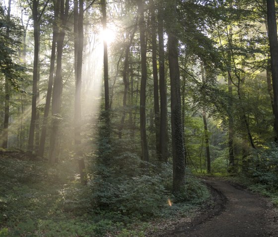 Forêt, © Kappest/Vulkanregion Laacher See