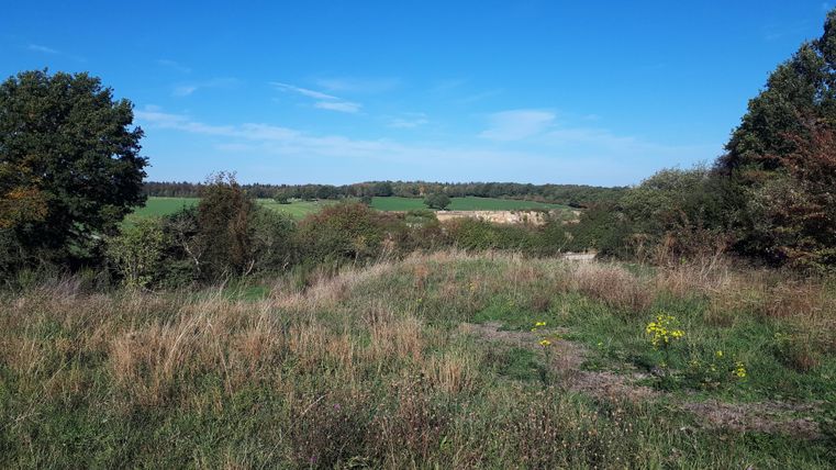Une prairie verte avec de l'herbe haute et des arbres dispersés. À l'arrière-plan, on peut voir des champs et un ciel bleu.