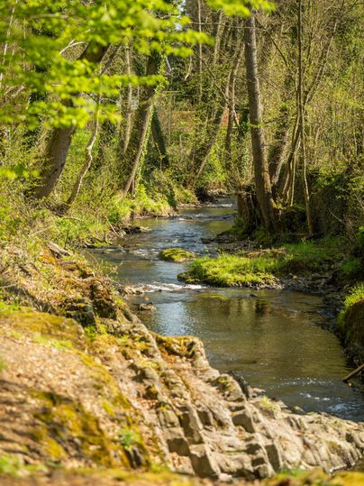 Ein ruhiger Fluss fließt durch einen Wald mit üppigem Grün. Die Ufer sind mit Steinen und Pflanzen gesäumt.