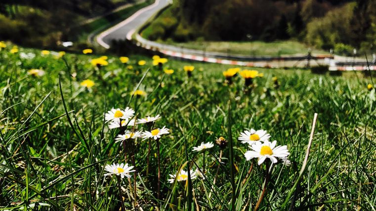Close-up van madeliefjes in een weiland met de Nürburgring-Nordschleife op de achtergrond.