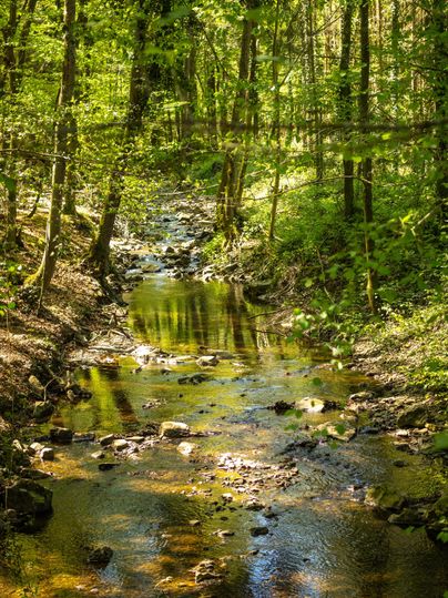 A quiet stream flowing through a dense forest. The sun shines through the trees and reflects on the water.