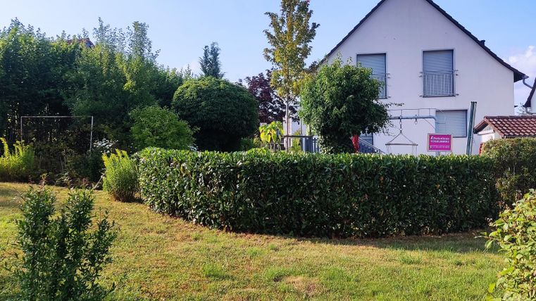 A well-maintained garden with a green boxwood and various trees. In the background, there is a residential house with windows.